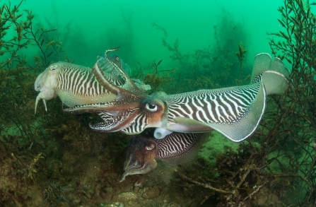 Cuttlefish