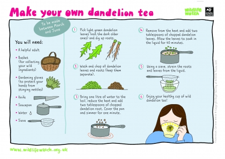 dandelion tea