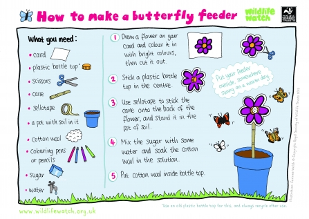 butterfly feeder