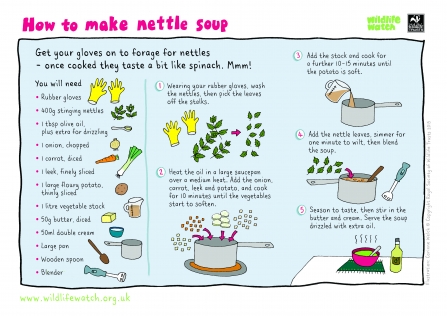 nettle soup