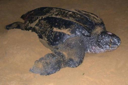 Nesting leatherback turtle