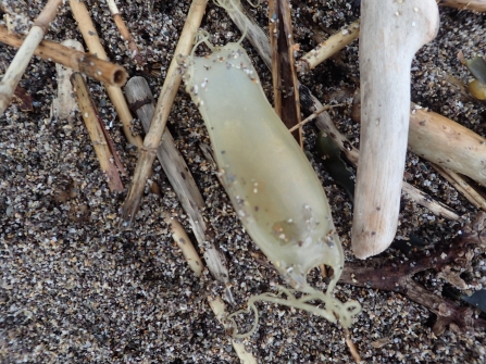 Catshark eggcase