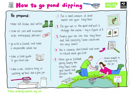 pond dipping