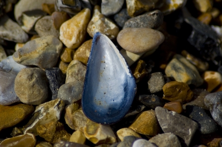 Mussel shell
