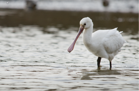 Spoonbill