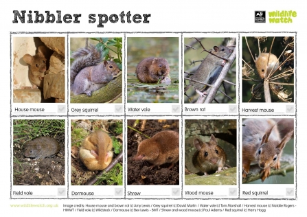 rodent spotter