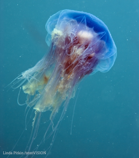 blue jellyfish