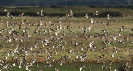 golden plover