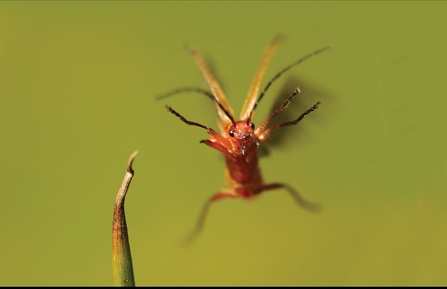 leaping soldier beetle Jon Hawkins
