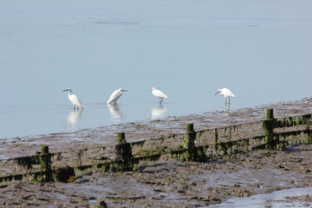 Four little egrets lined up along the shore
