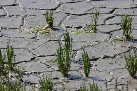 Saltmarsh plants growing on mud cracked by the sun