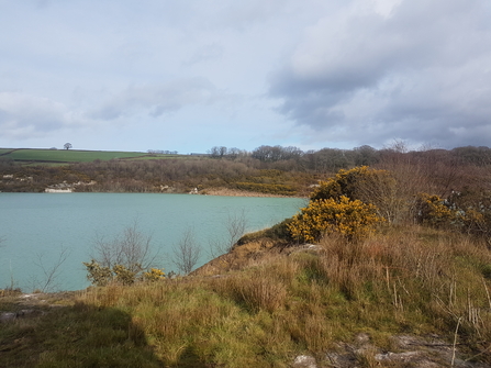 Meeth Quarry lake and gorse