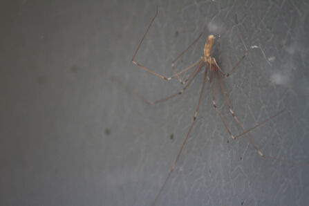 Cellar spider