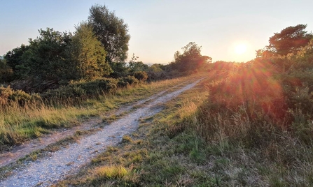 Trackway running through heathland with sun setting