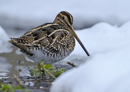 Common Snipe