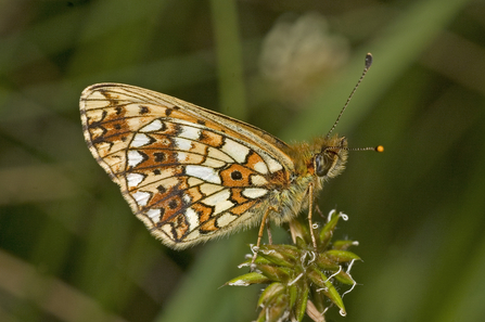 Small Pearl-bordered Fritillary Butterfly