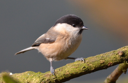 Willow Tit