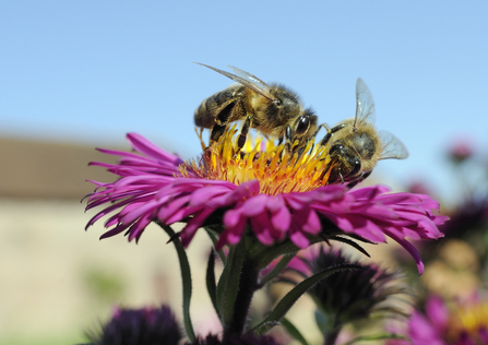 Honeybee