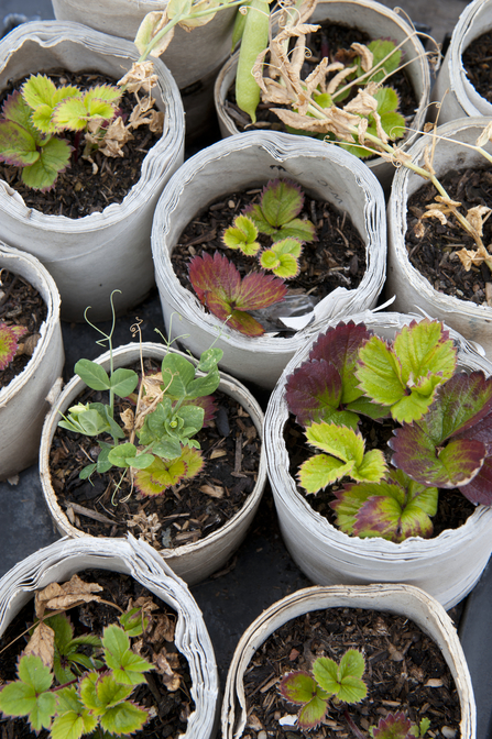 Plant pots from a community garden