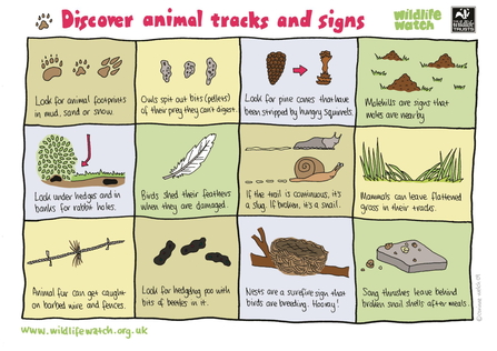 tracks and signs