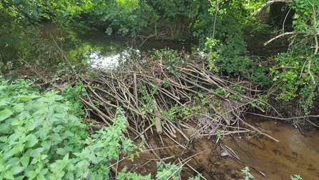Dam created by beavers on River Tale in East Devon
