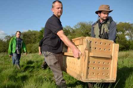 Beaver in crate being carried to artificial lodge on pond near River Tale to be released into the wild in 2016 as part of the River Otter Beaver Trial