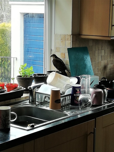 A sparrowhawk sits in a kitchen 