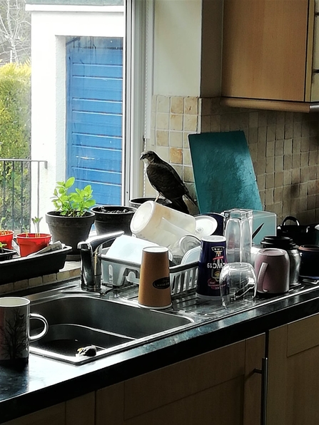 A sparrowhawk sits in a kitchen