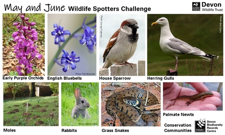 Conservation Communities Spotter Sheet May-June