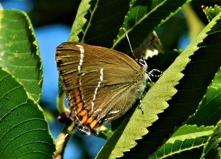 White Letter Hairstreak Butterfly