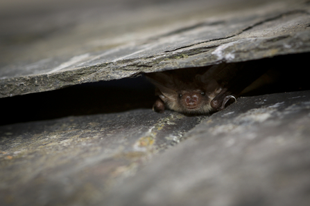 Brown long eared bat