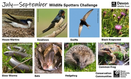 Conservation Communities Spotter Sheet July - September
