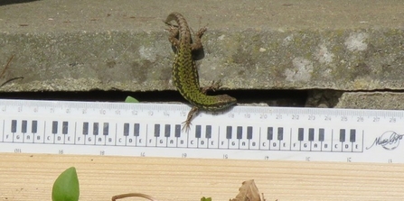 Wall lizard