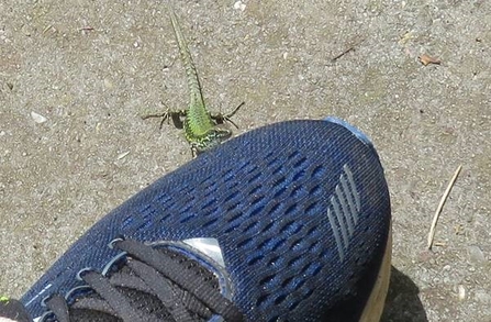 Wall lizard