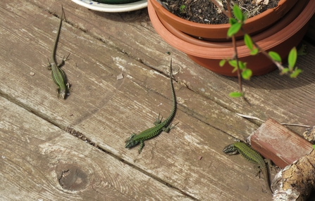 Wall lizards