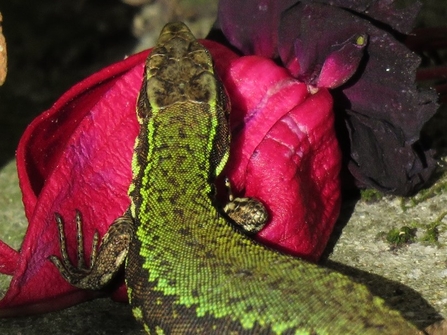 Wall Lizard