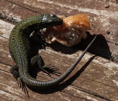 Wall lizard