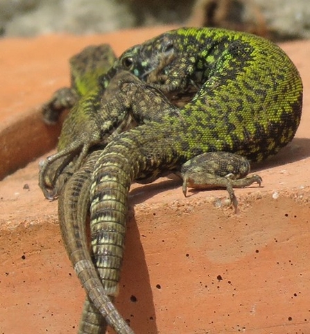 Wall Lizard