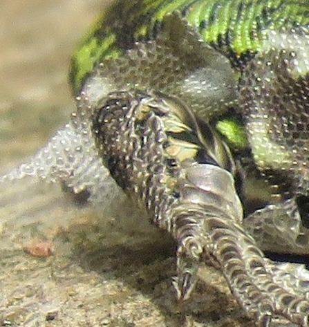 Wall Lizard