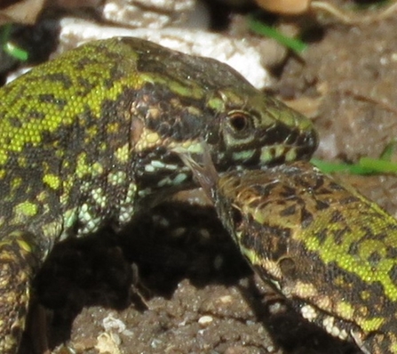 Wall Lizard