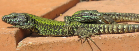 Wall lizard