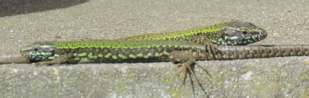 Wall Lizard