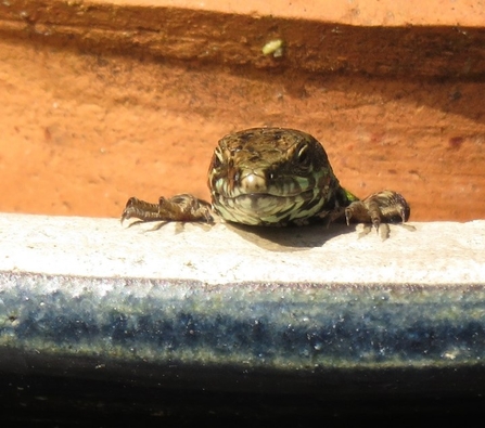 Wall Lizard