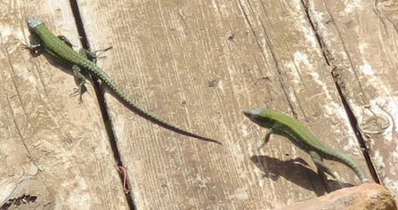 Wall lizard