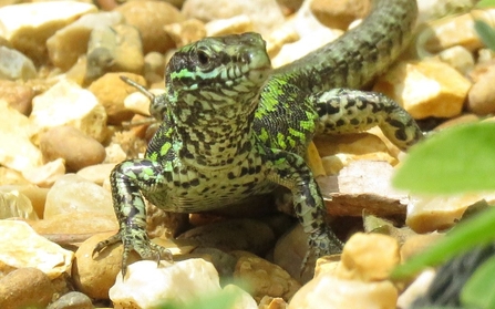 Wall Lizard