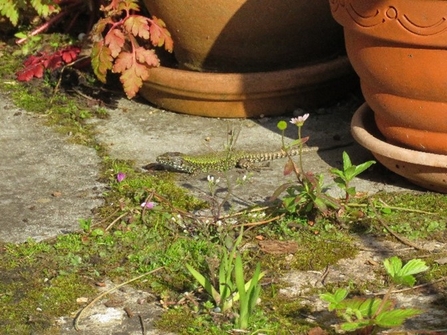 Wall Lizard