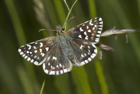 Grizzled Skipper Butterfly