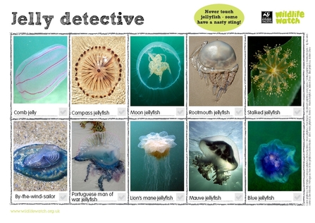 jelly spotter sheet