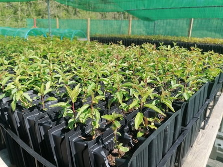 Tree saplings