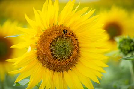 Bee on sunflower, Vine House Farm